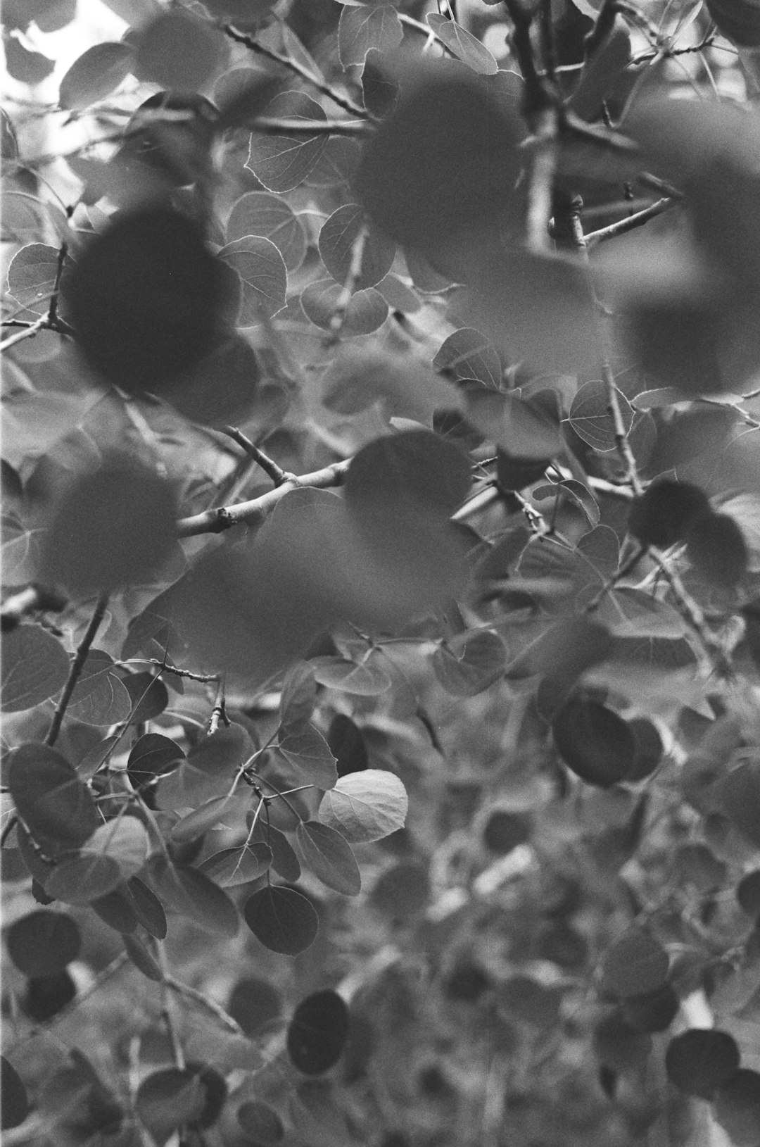 a-black-and-white-photo-of-leaves-on-a-tree-u-9i7opmi-c