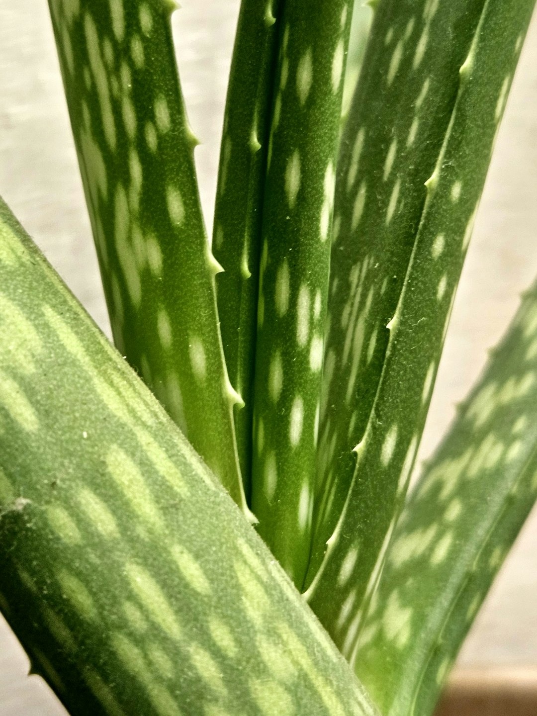 An aloe vera close up shot.