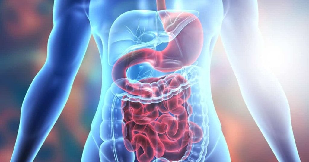 stomach